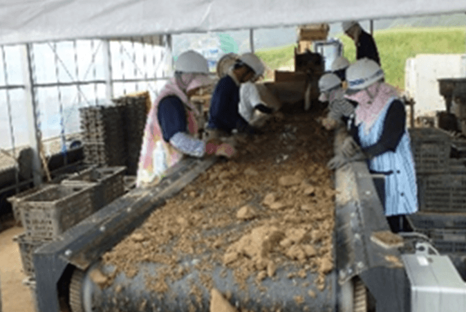 手選別によりゴミや木片等異物除去